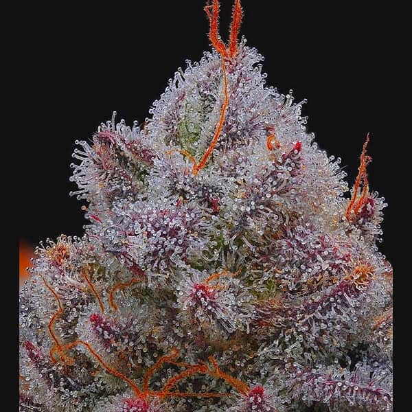 Xupet Seed > R-Kiem Seeds | Feminized Cannabis   |  Sativa